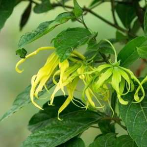 bunga-ylang-ylang
