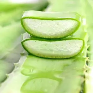 lidah-buaya